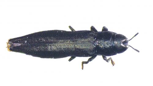 Réf. 244 960 : Aphanisticus sp.